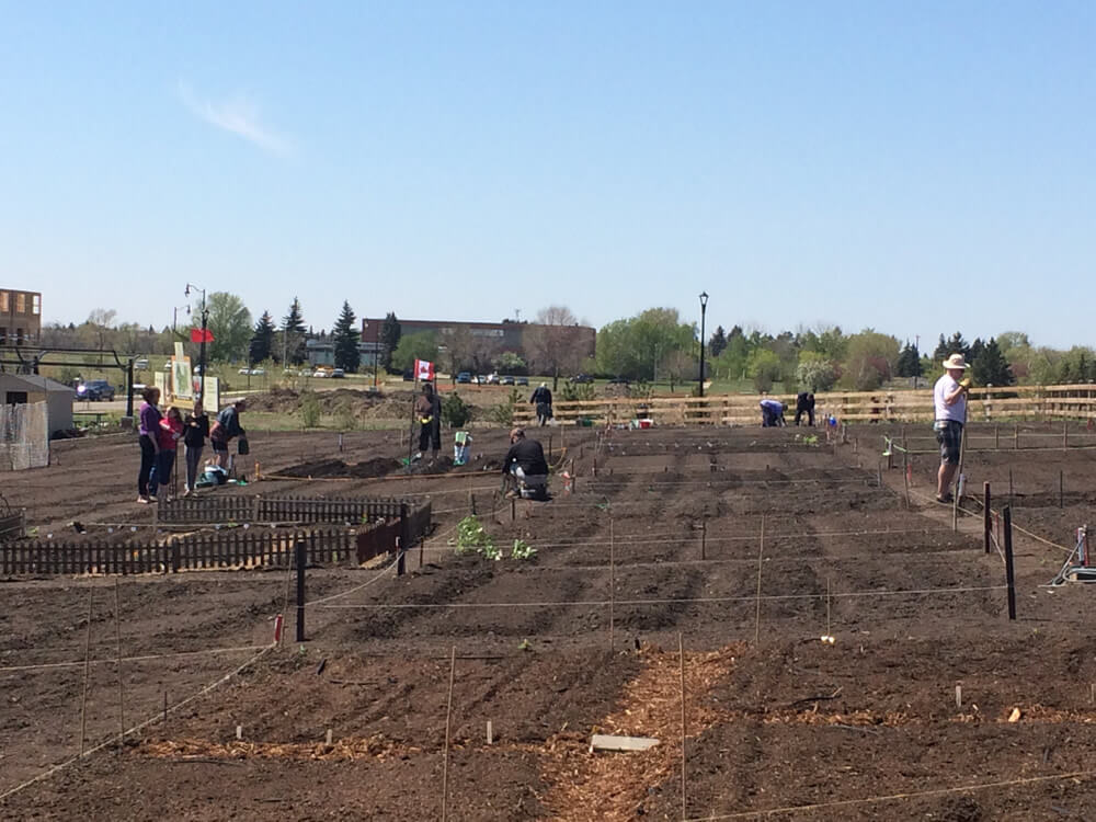 Griesbach community gardens